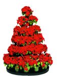 poinsettias tree