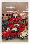 poinsettias display