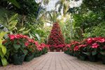 poinsettia displays