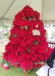 decorative tree dislay
