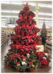 reatail display for plants poinsettias