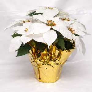 White Silk Poinsettia x 7 Blooms in a 6" Pot [1676WH] Min of 12 pcs 16" Tall