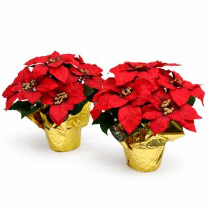 Two Red Silk Poinsettias x 7 Blooms in a 6″ Pot  [1677RD] 16" Tall