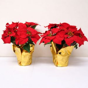 Two Red Silk Poinsettias x 7 Blooms in a 6″ Pot  [1677RD] 16" Tall