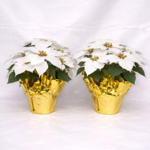 Two White Silk Poinsettias x 7 Blooms in a 6″ Pot  [1677WH] 16" Tall