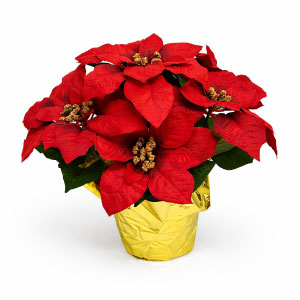 Red Silk Poinsettia x 7 Blooms in a 6" Pot [1676R] Min of 12 pcs 16" Tall
