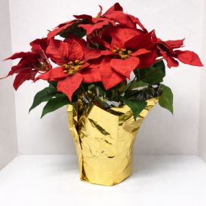Red Silk Poinsettia x 7 Blooms in a 6" Pot [1676R] Min of 12 pcs 16" Tall